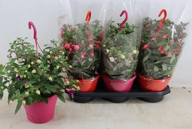 <h4>FUCHSIA OV</h4>
