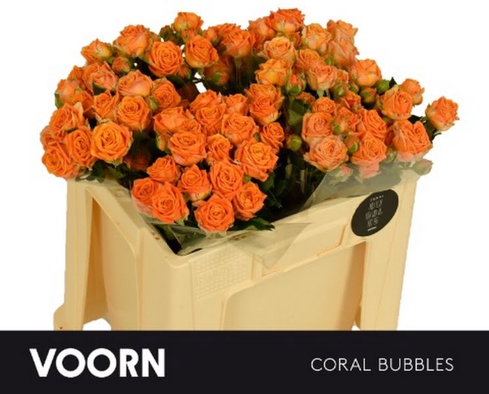 <h4>R Tr Coral Bubbles Voorn</h4>