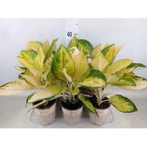 Aglaonema   ...