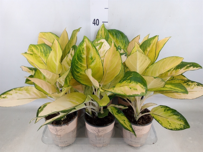 <h4>Aglaonema   ...</h4>