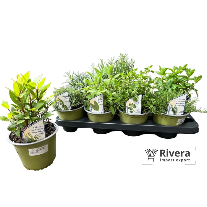 <h4>Tuinkruiden overig</h4>