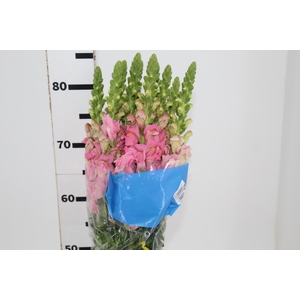 BOCA DE LEAO MONACO ROSE 080 CM