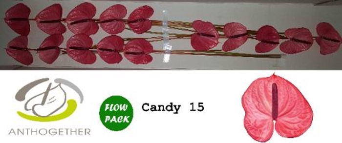 <h4>Anthurium andr. 'Candy'</h4>
