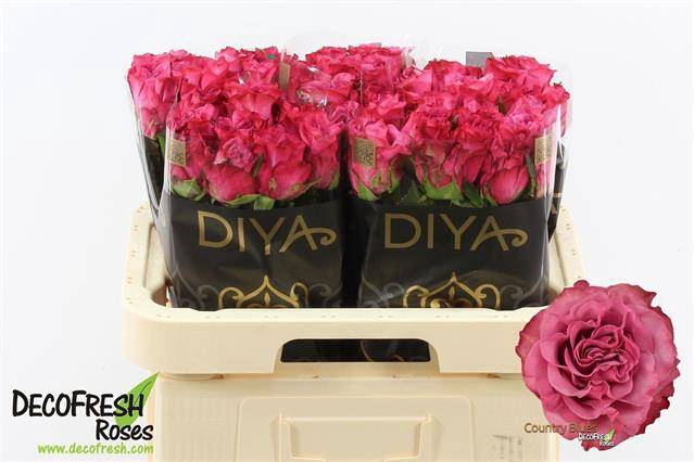 <h4>R Gr Country Blues Diya</h4>
