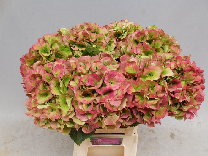 <h4>HYDR M CH VERENA CL</h4>