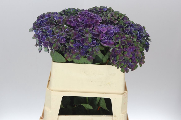 <h4>Hyd Charlotte Blue</h4>