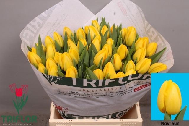 <h4>TU EN NOVI SUN</h4>