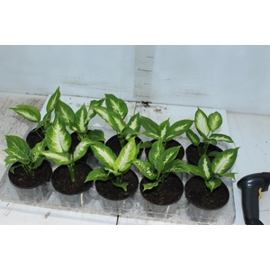 DIEFFENBACHIA TROPIC MARIANA P11