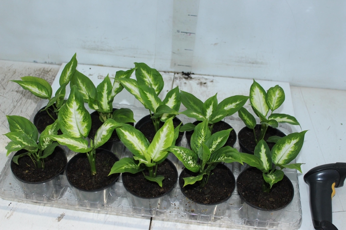 <h4>DIEFFENBACHIA TROPIC MARIANA P11</h4>