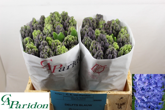 <h4>HYAC DELFT BLUE</h4>