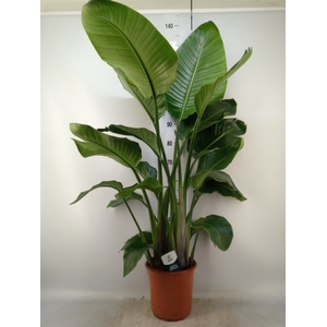 Strelitzia nicolai