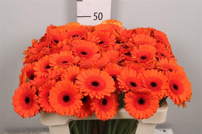 <h4>Ge Mi Caramba</h4>