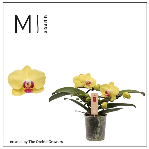 <h4>Mimesis Phal. Muse Yellow - 25+ flowers 12cm</h4>