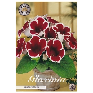 Gloxinia Kaiser Friedrich x1 5/6