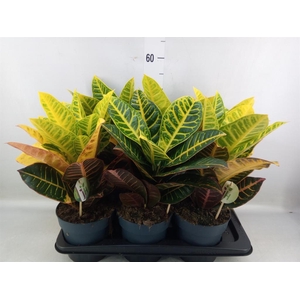 Codiaeum var. GR 'Petra'