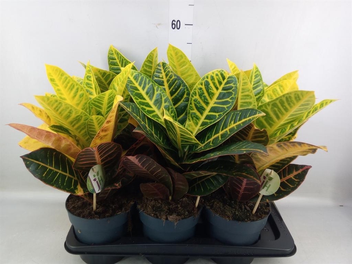 <h4>Codiaeum var. GR 'Petra'</h4>