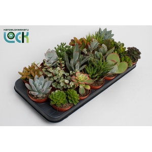 Succulenten Mix UK