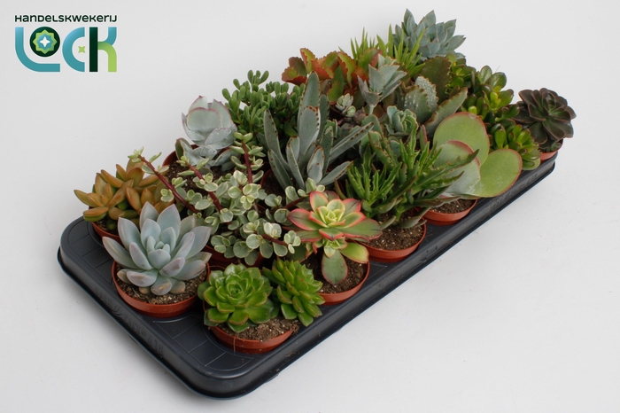 <h4>Succulenten Mix UK</h4>
