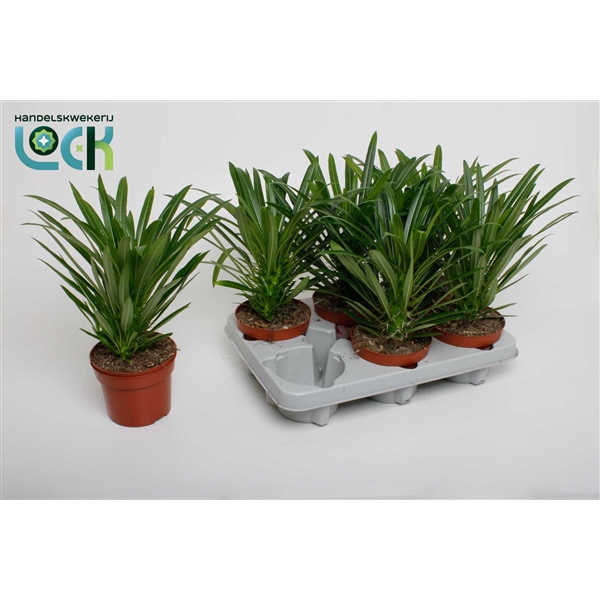 <h4>Pachypodium Lamerei</h4>