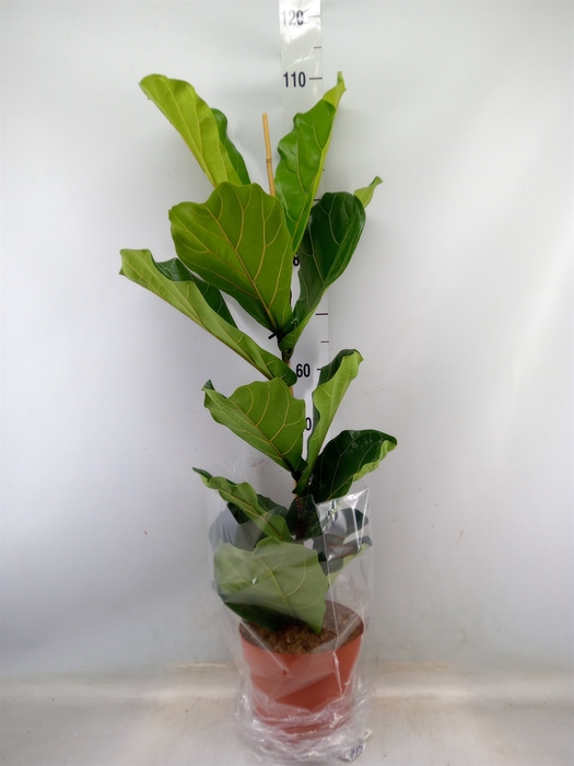 <h4>Ficus lyrata</h4>