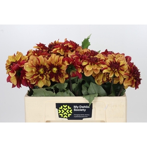 Dahlia Creme de Cognac