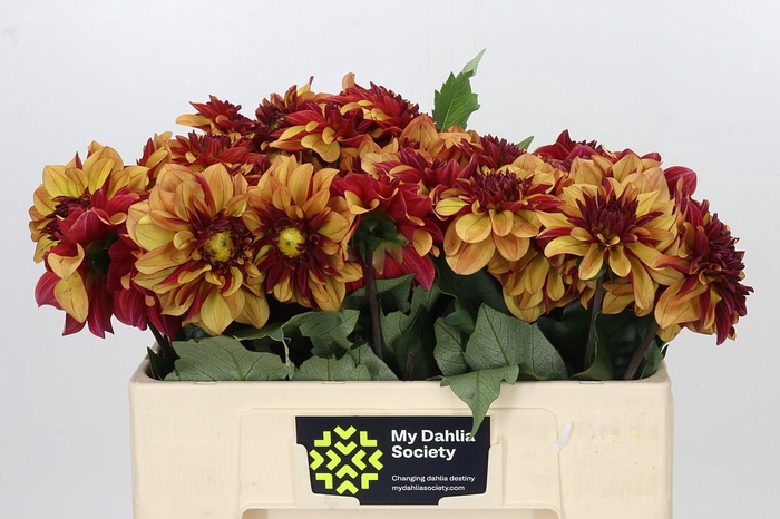 <h4>Dahlia Creme de Cognac</h4>
