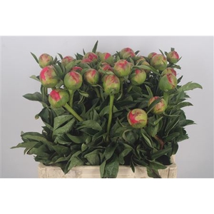 Paeonia L Coral Sunset