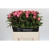 Paeonia Dr A Fleming