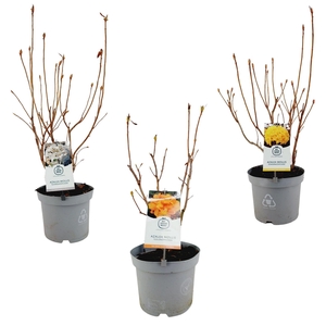 Rhododendron mol.  ...mix