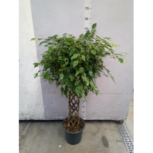 Ficus benja. 'Exotica'