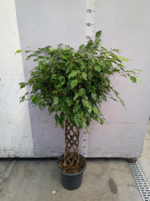 <h4>Ficus benja. 'Exotica'</h4>