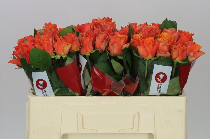 <h4>Rosa Gr Arancio</h4>