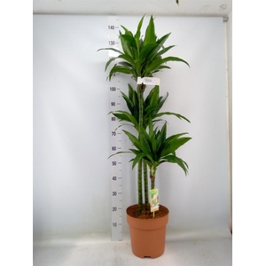 Dracaena frag. 'Janet Craig'