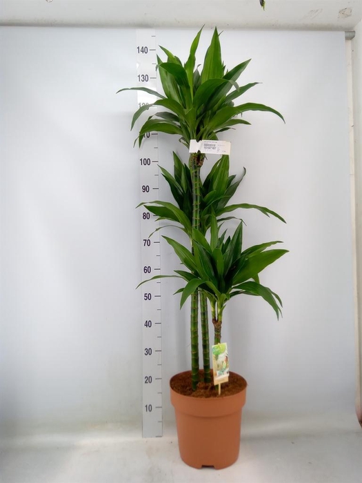 <h4>Dracaena frag. 'Janet Craig'</h4>