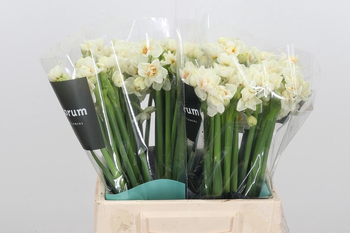 <h4>Narc T Abba</h4>