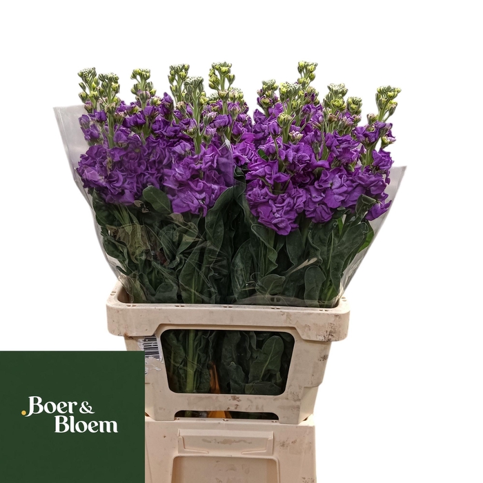 <h4>MATTH IRON BLUE</h4>