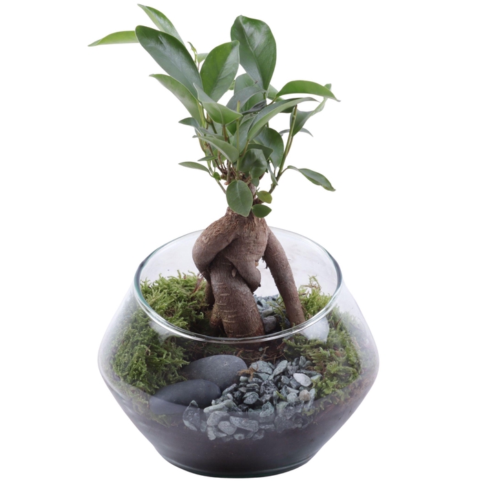 <h4>Ficus m. Ginseng Ø06cm in Glass UFO Vase Ø15cm</h4>