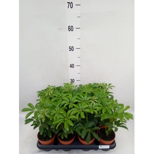 Schefflera arbor. 'Luseana'