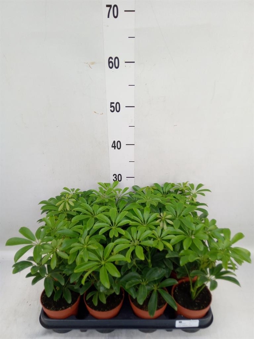 <h4>Schefflera arbor. 'Luseana'</h4>