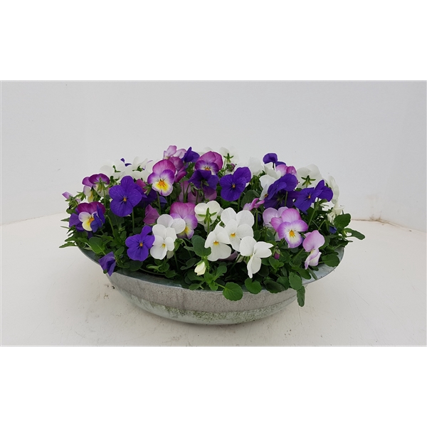 <h4>viola co zink trio roze wit blauw</h4>