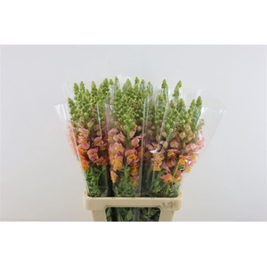 Antir Potomac Light Orange