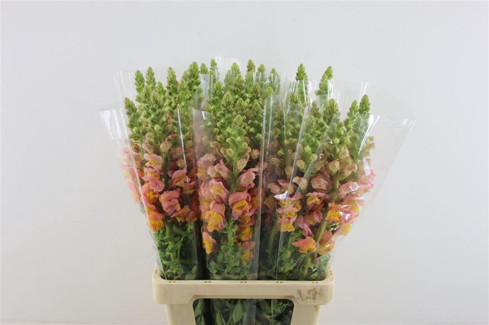 <h4>Antir Potomac Light Orange</h4>