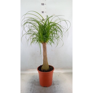 Beaucarnea recurvata