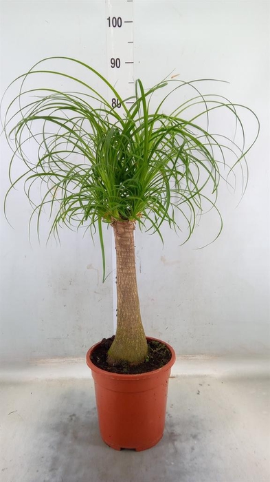 <h4>Beaucarnea recurvata</h4>