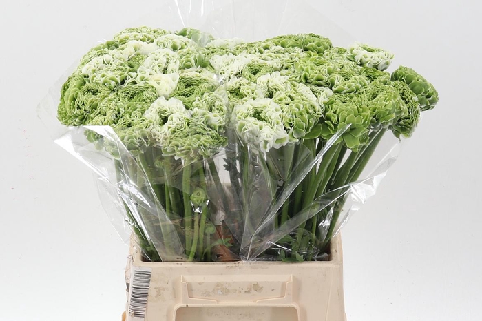 <h4>Ran Pon Pon Igloo</h4>