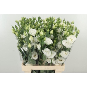 Lisianthus Du Rosita White