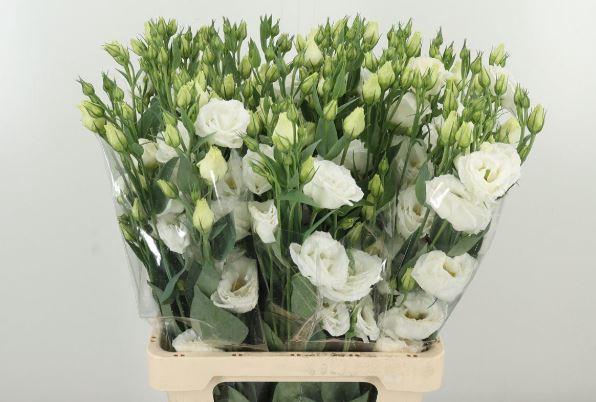<h4>Lisianthus Du Rosita White</h4>