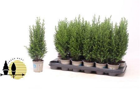 <h4>Cham L Ellwoodii</h4>