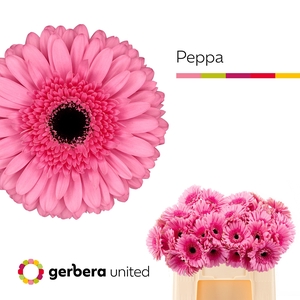 Ge Gr Peppa