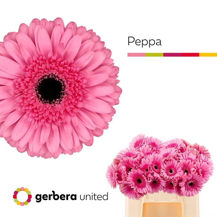 <h4>Ge Gr Peppa</h4>